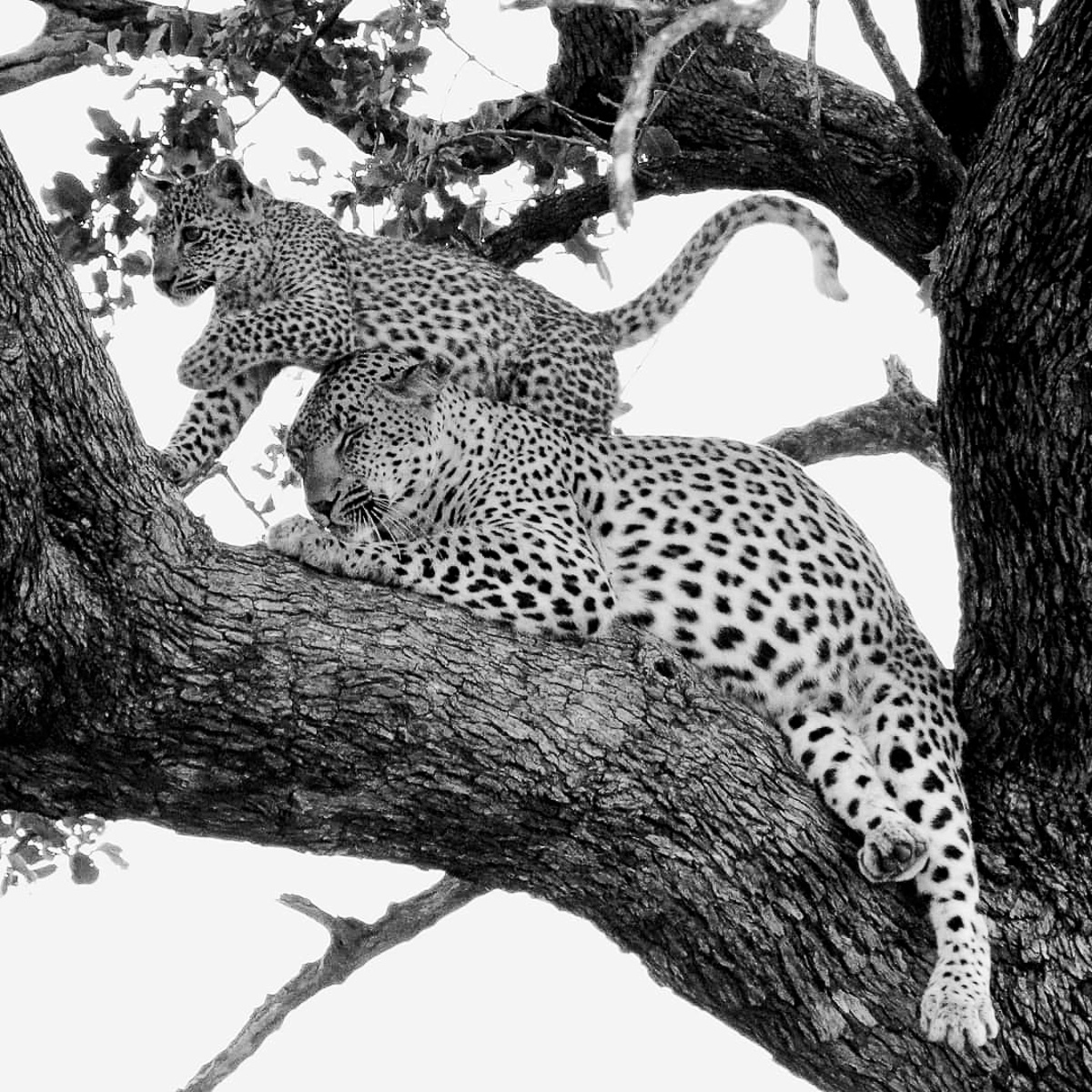Leopard mother with cub in tree in the Kruger Park