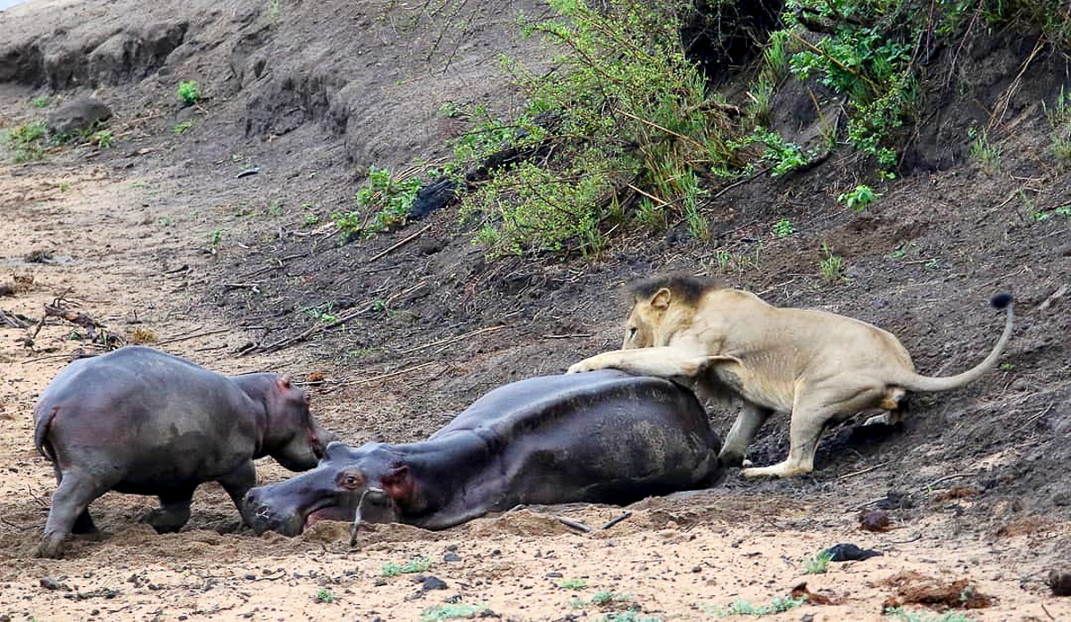 Lion attacking hippo stuck in the mud in the Kruger National Park
