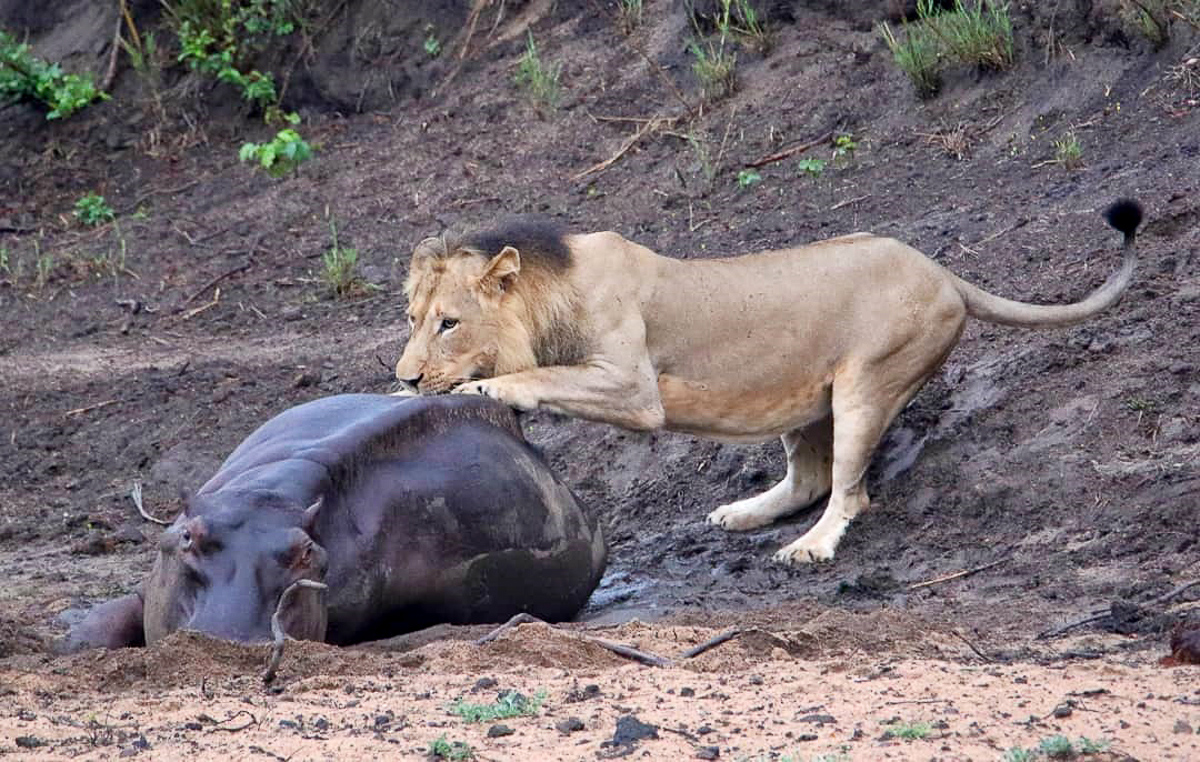 Male lion feeding on hippo that is stuck in the mud in the Kruger National Park