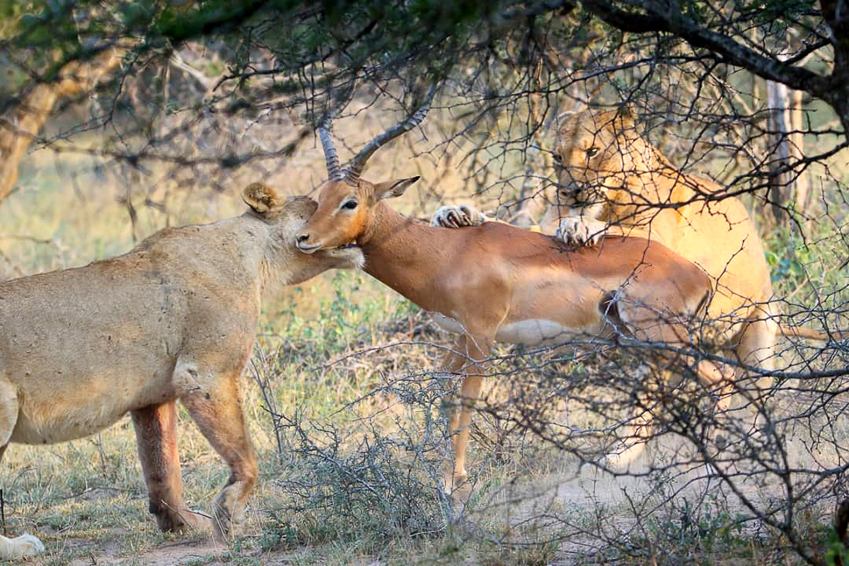 Lions killing impala in the Kruger National Park
