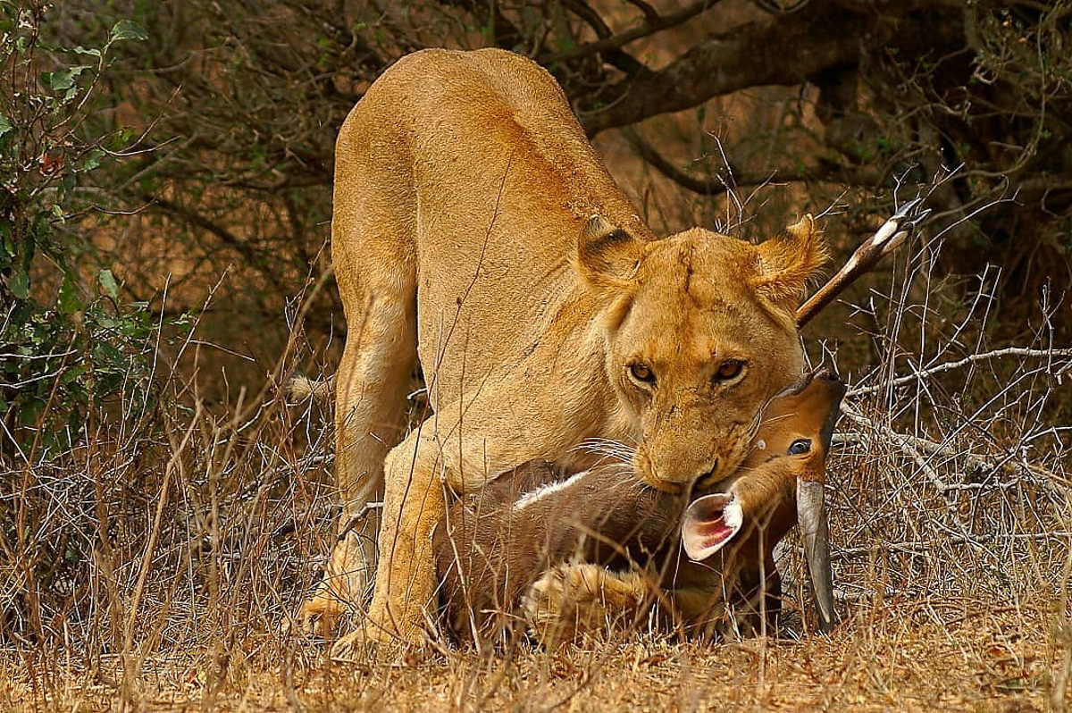 Lioness with bushbuck kill in Kruger National Park