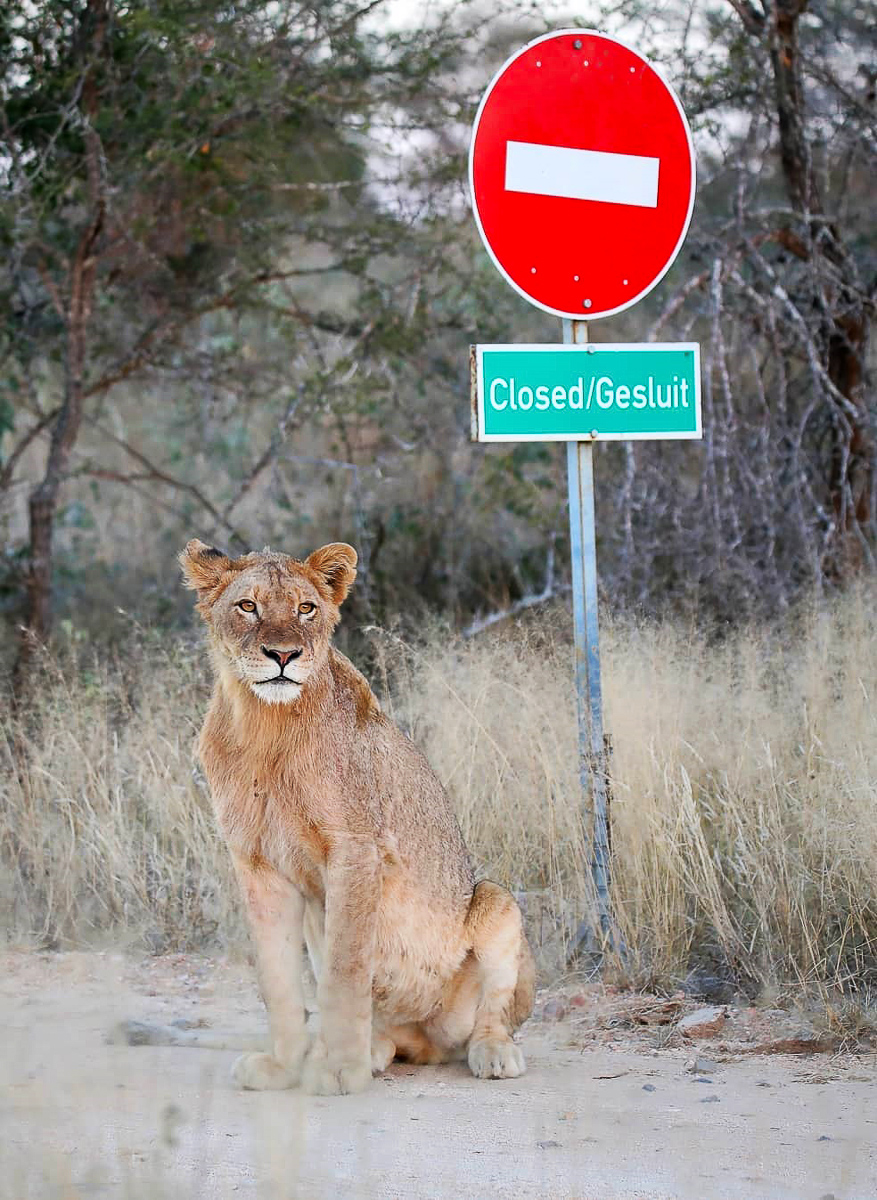 Lioness at no-entry sign in the Kruger National Park