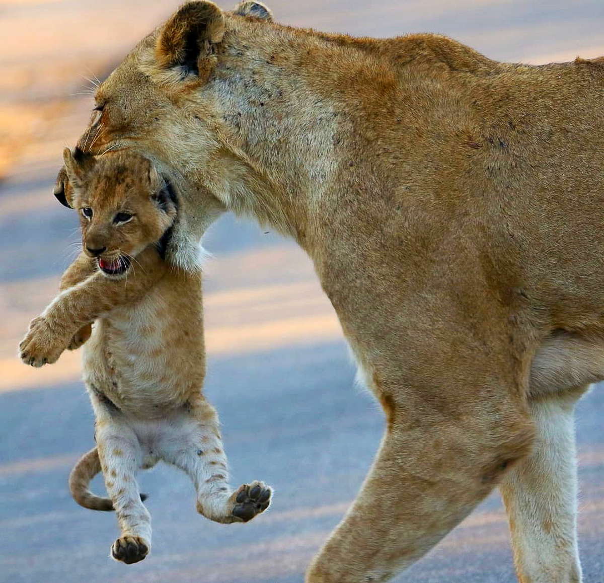 Lioness carrying cub in Kruger Park