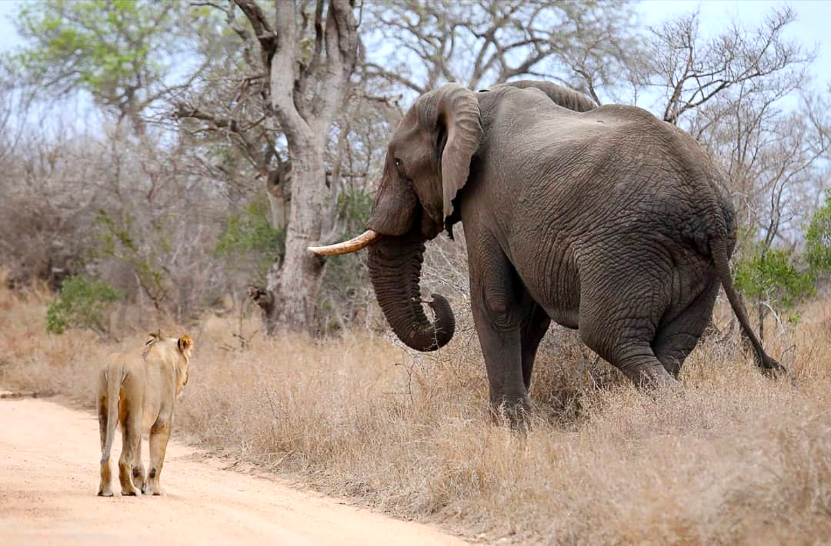 Lioness and elephant standoff in the Kruger National Park