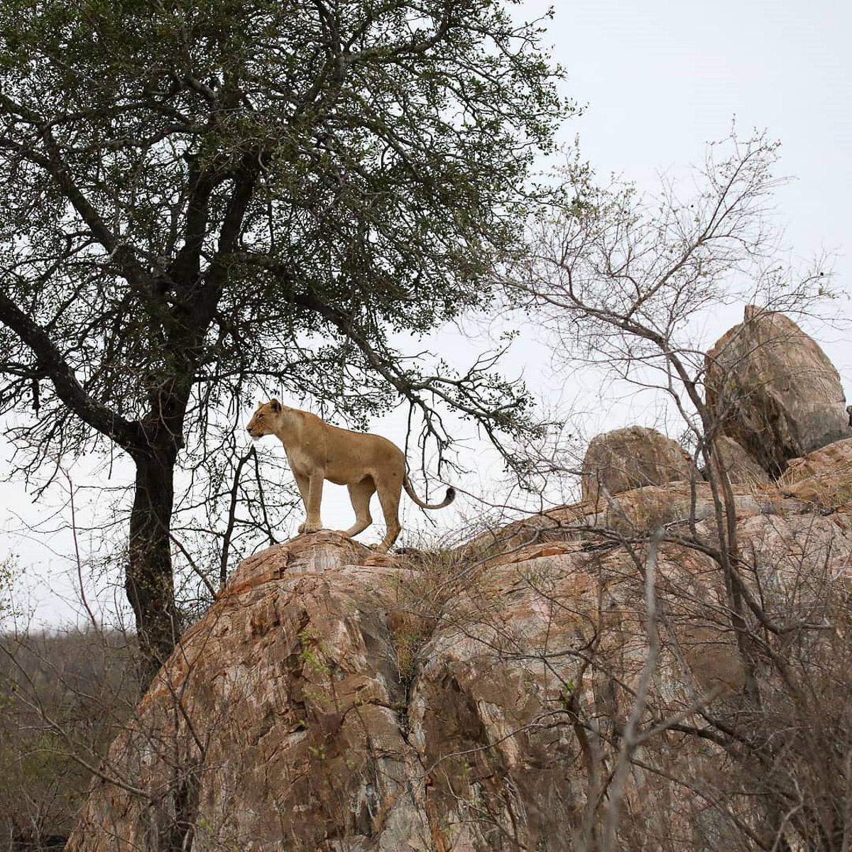 Lioness standing on boulder in the Kruger National Park