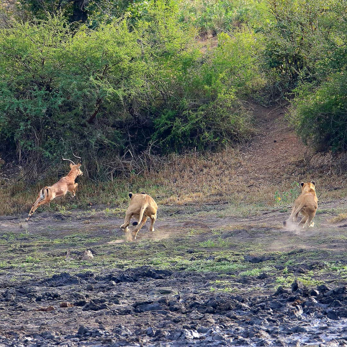 Lions chasing impala in the Kruger National Park