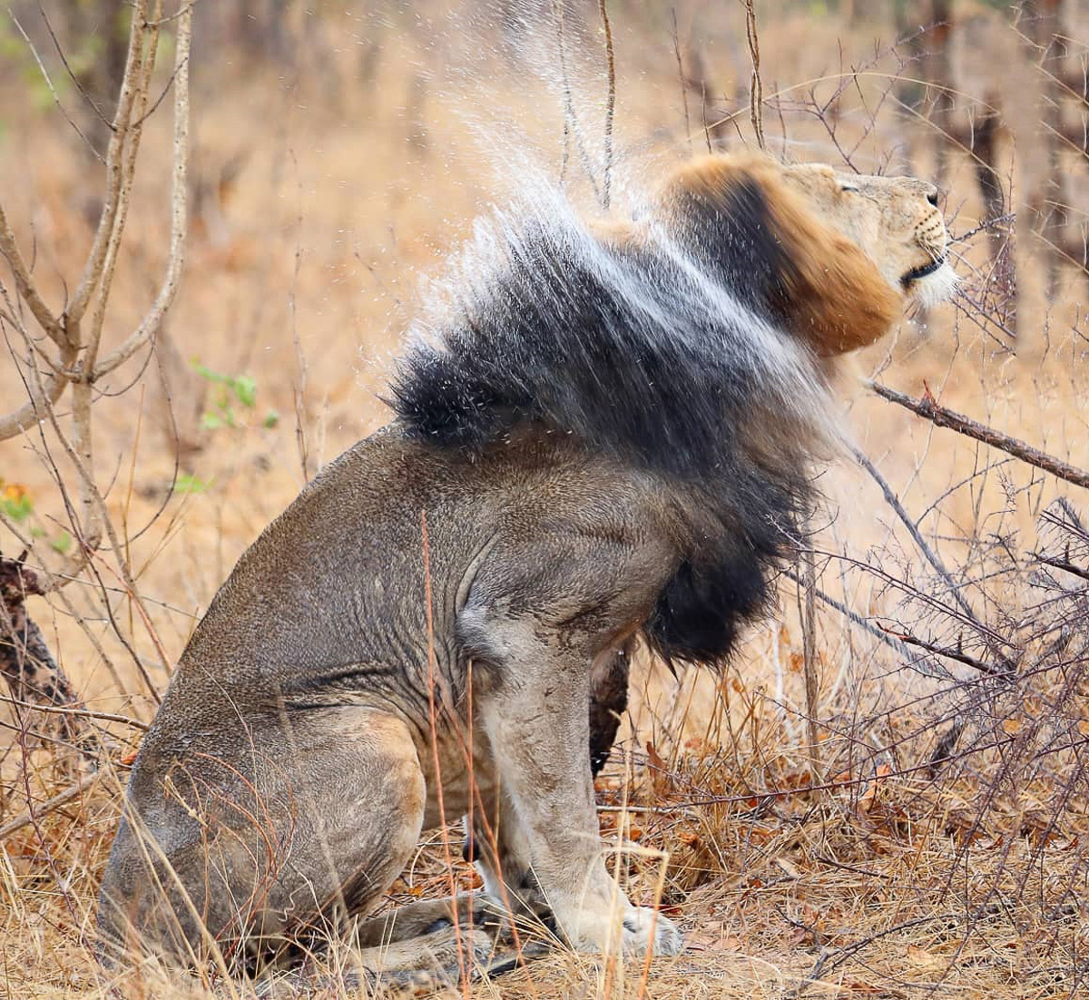 Male lion shaking rainwater off his mane in Kruger National Park