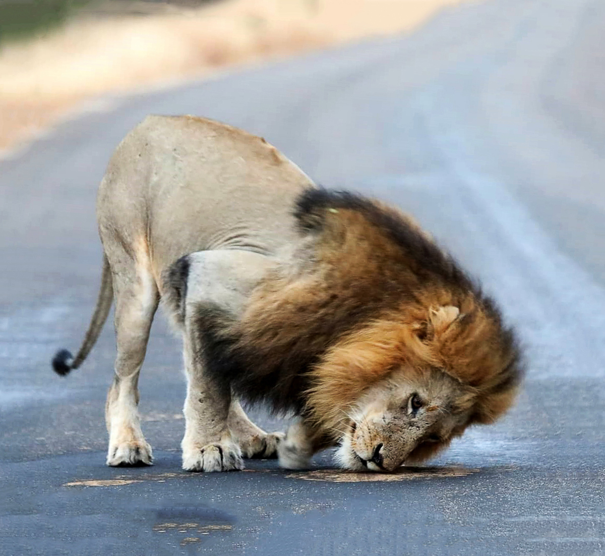 Male lion sniffing dung in the road in Kruger National Park