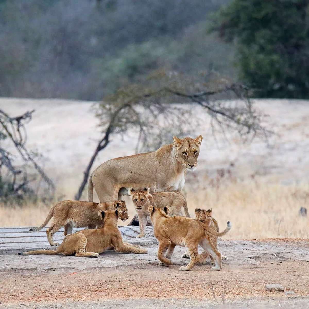 Lioness with cubs at Rensoterkoppies waterhole in the Kruger Park