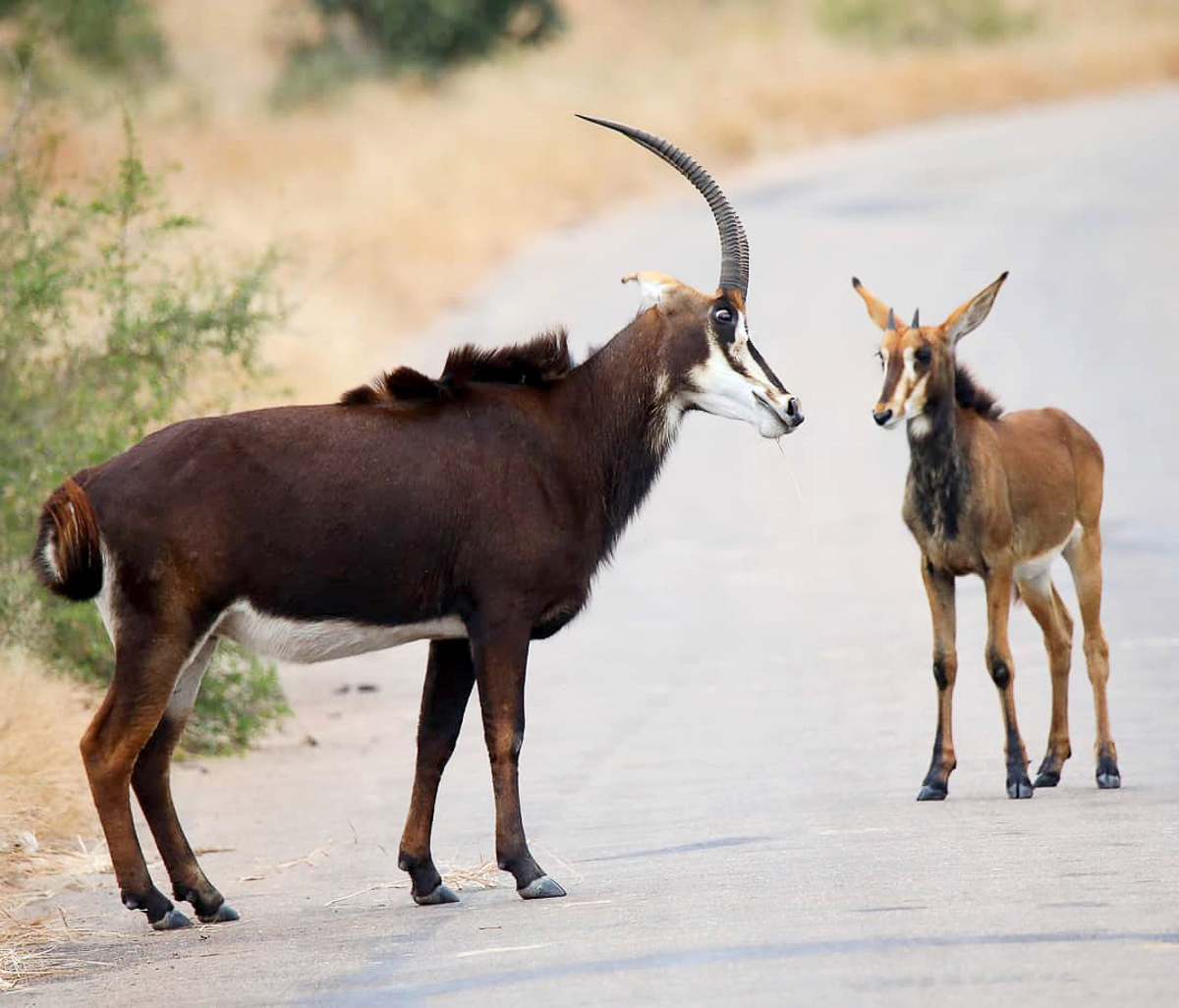 Sable antelope the Kruger National Park