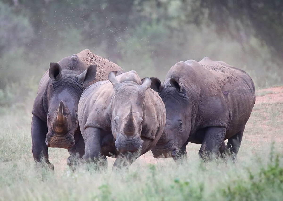 White rhinos running in Kruger National Park