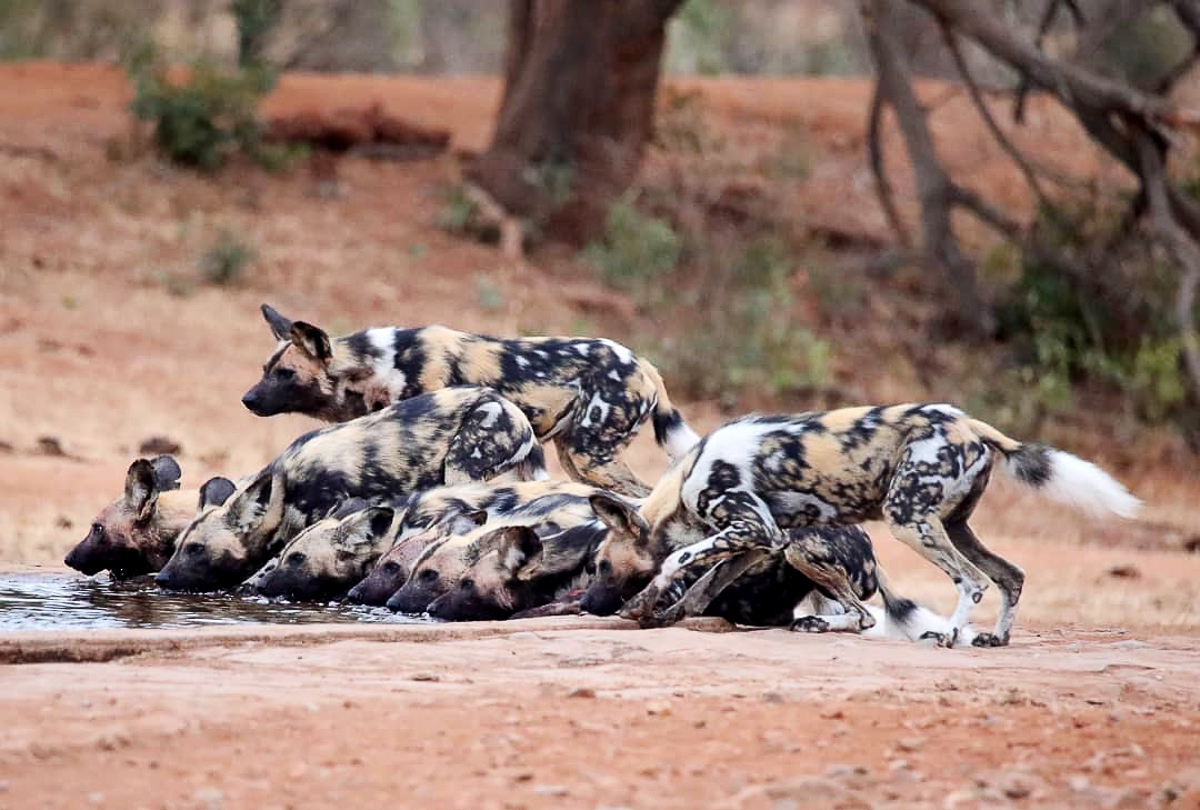 Pack of wild dogs drinking at James waterhole in Kruger National Park