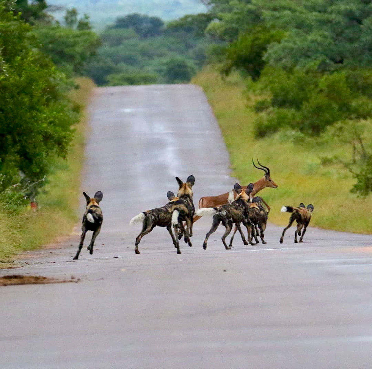 African wild dogs chasing impala in Kruger National Park