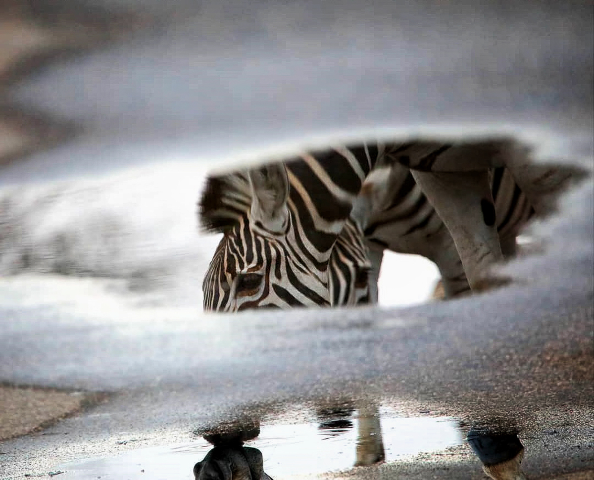 Juvenile martial eagle challenging black-backed jackal in the Kruger National Park
