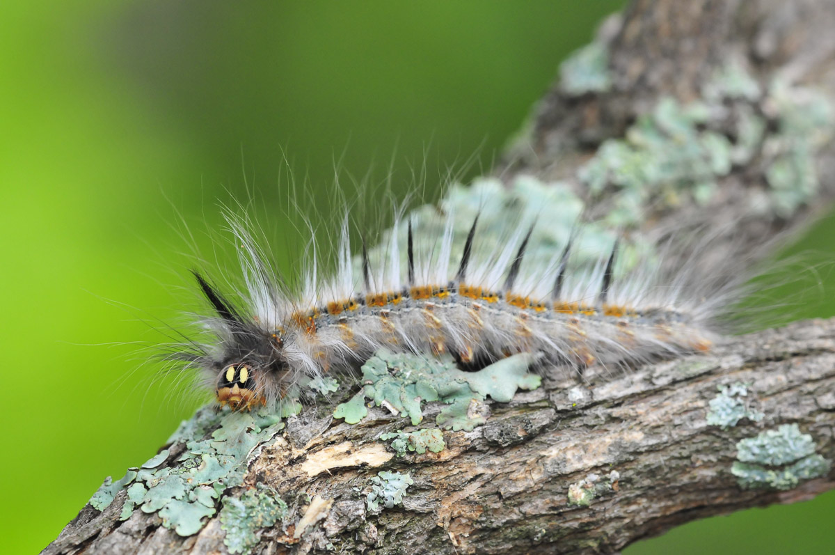 Hairy caterpillar image taken in the Kruger National Park