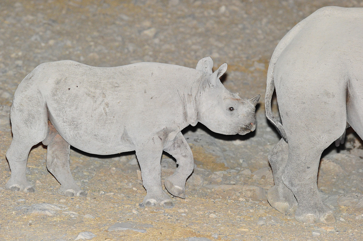 black rhino calf at Halali camps waterhole