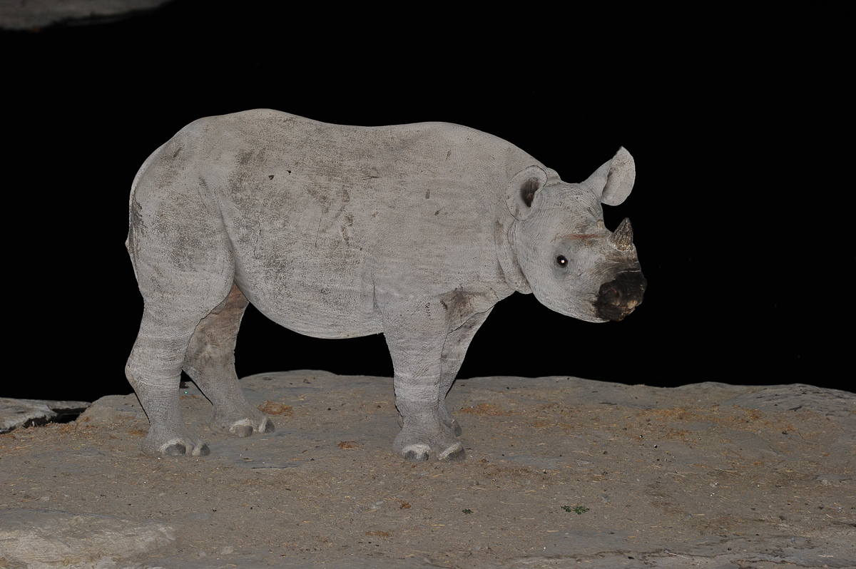 Low Key image of a black rhino calf at Halali waterhole