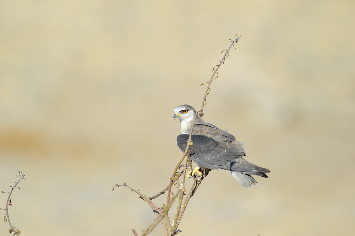 Black shouldered kite in the Halali area