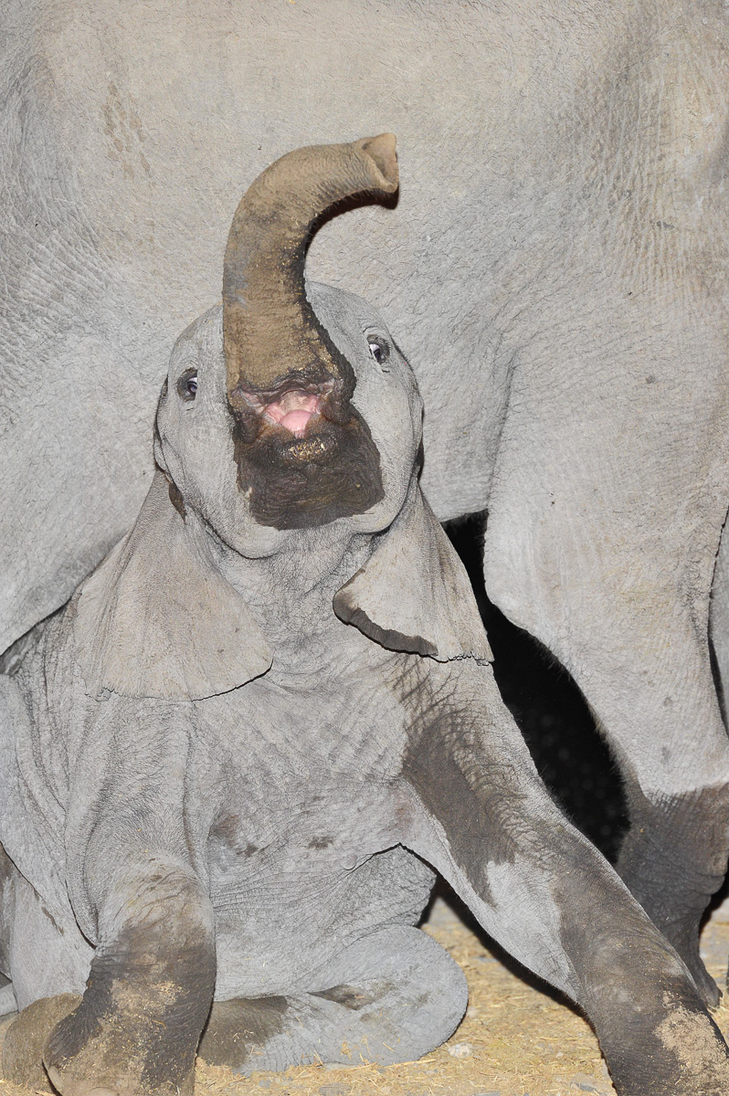 Baby elephant at Moringa waterhole in Halali camp