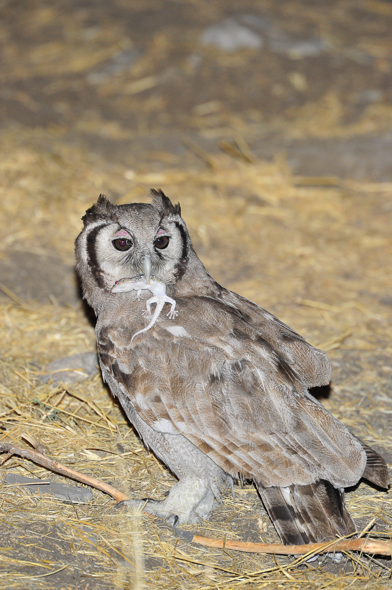 Halali Giant eagle owl with gecko