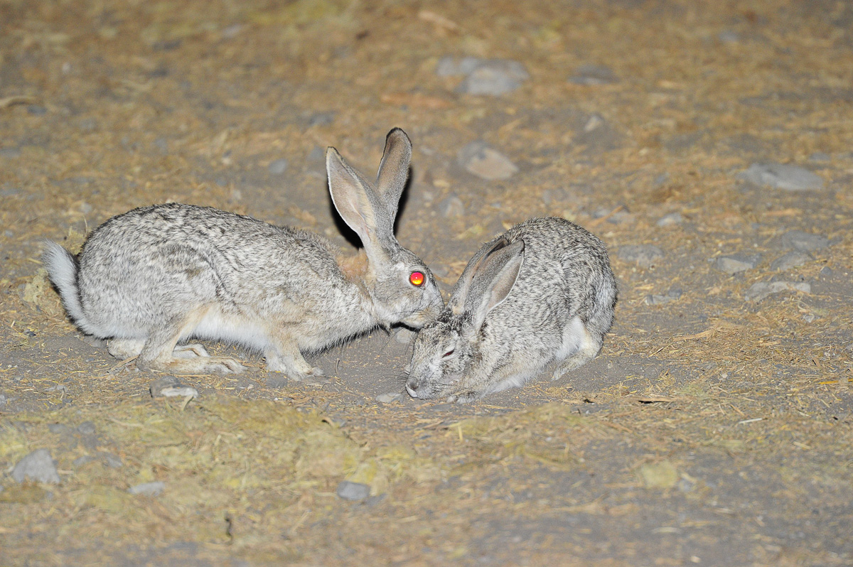 Scrub hares at Halali waterhole