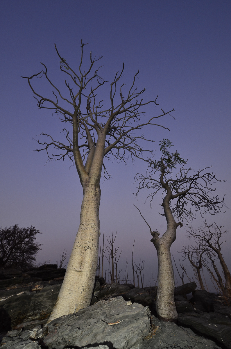 Moringa trees on hill in Halali camp