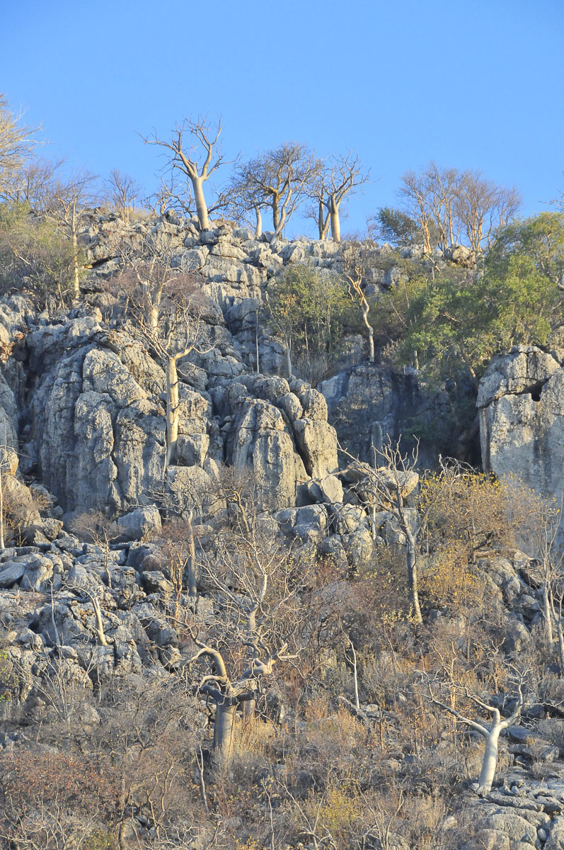 Moringa Hill in Halali