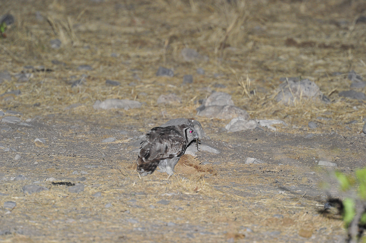 Giant eagle owl with scorpion at Halali waterhole