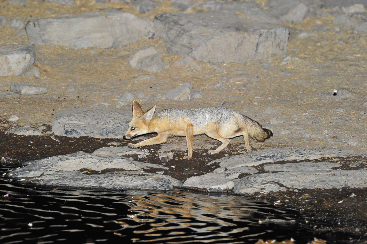 Cape fox at Moringa waterhole in Halali