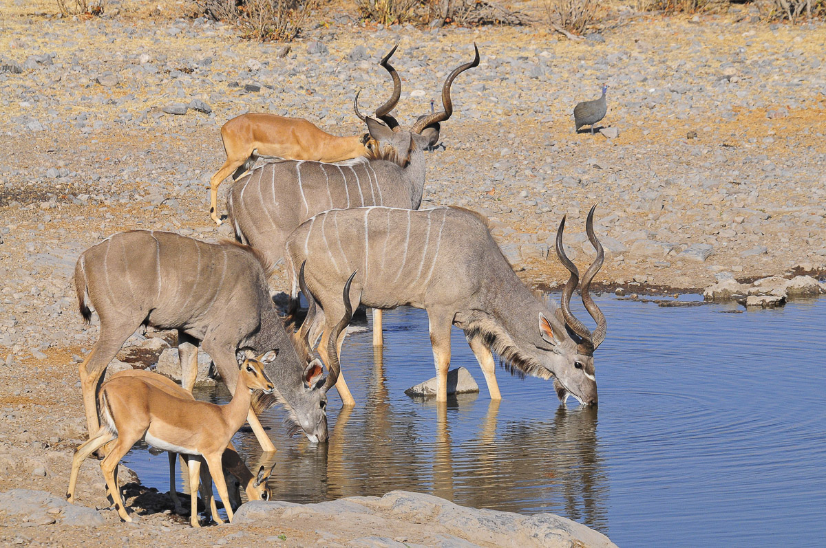 Kudus and Black face impalas at Halali waterole