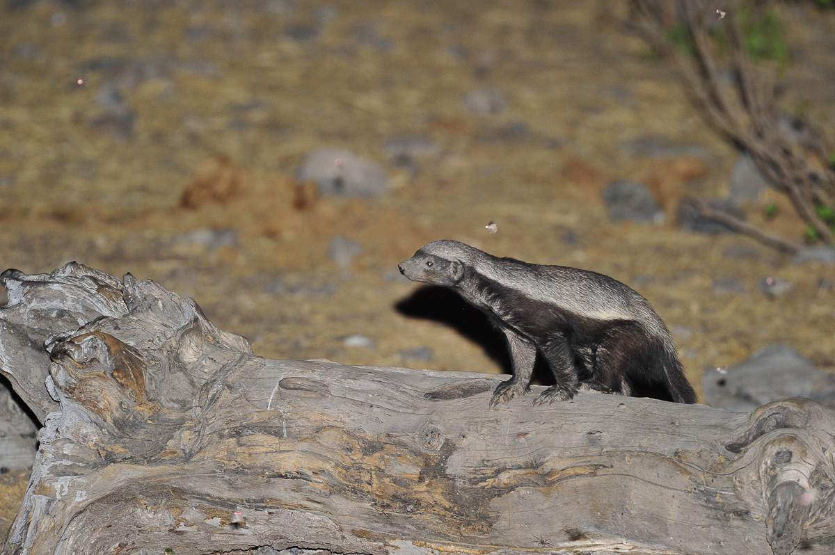 Honey badger at Halali  waterhole
