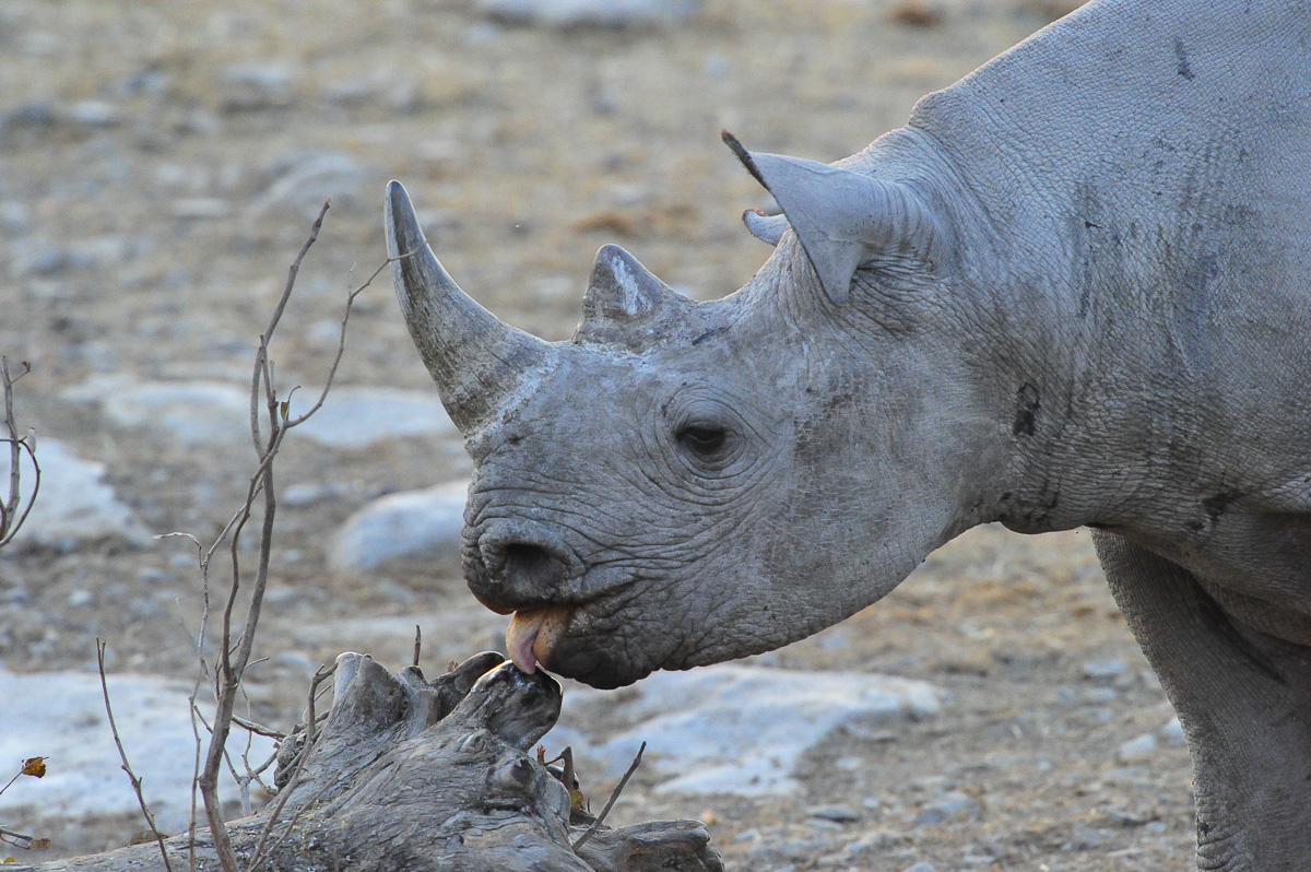Black Rhino licking wood at Moringa waterhole