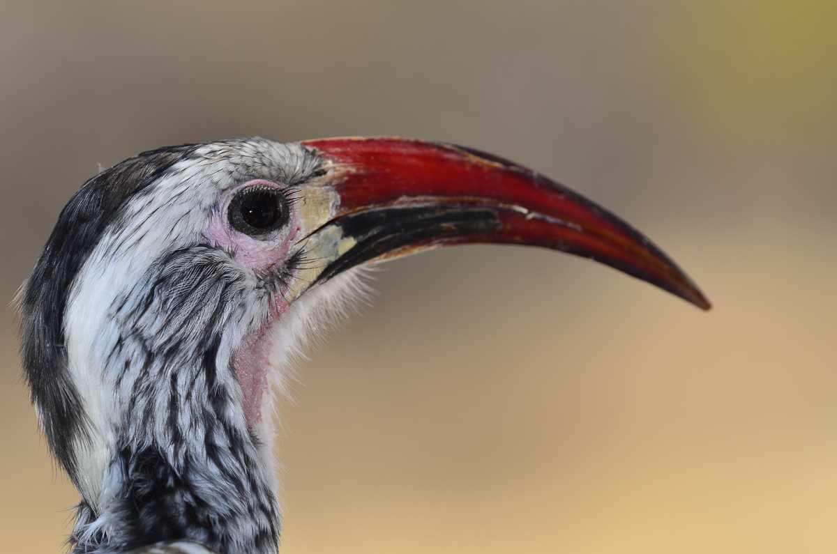 Red-billed hornbill at Halali camp in Etosha