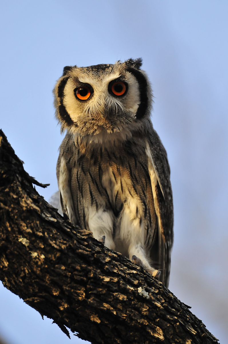 Southern white faced scops owl found in Halali camp