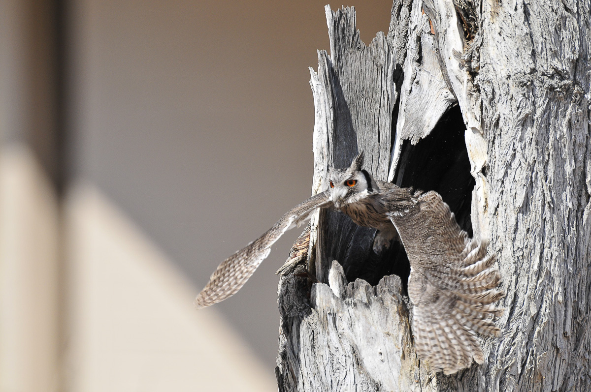 Southern white faced scops owl in Halali camp