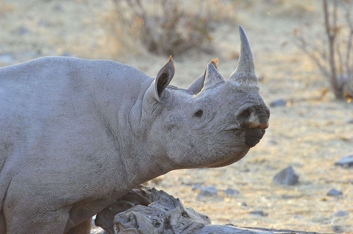Halali black rhino having a scratch