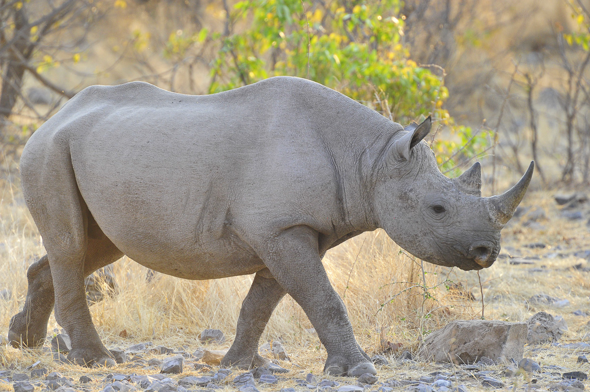 Black rhino walking in the Halali area