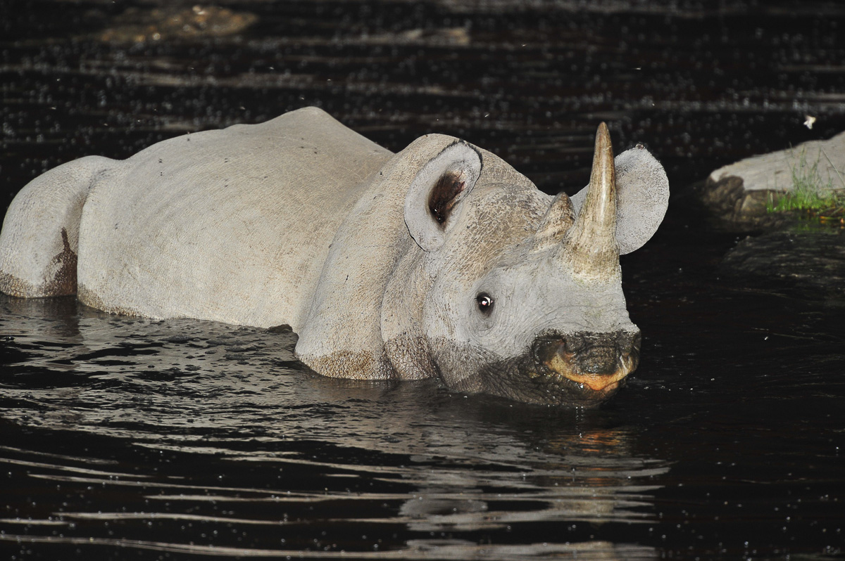 Black rhino taking a dip in Moringa waterhole in Halali camp