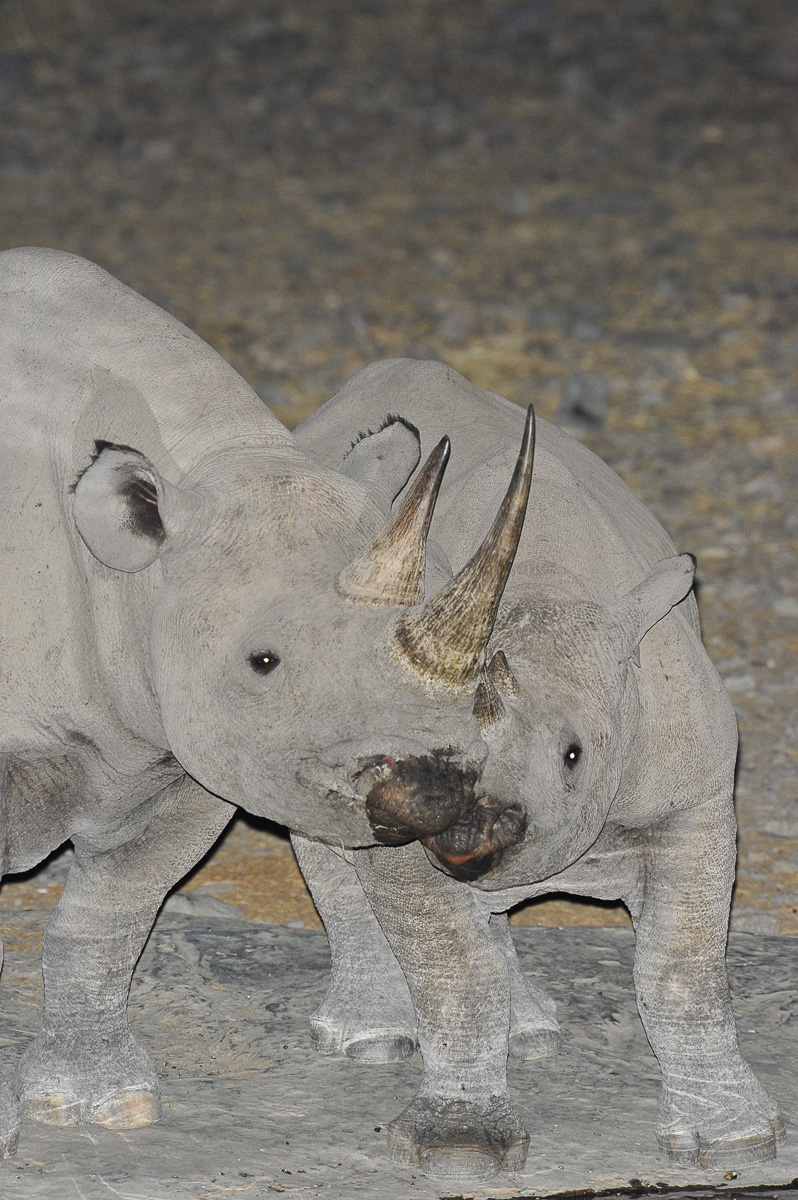 Black rhino and her calf at Moringa waterhole in Halali
