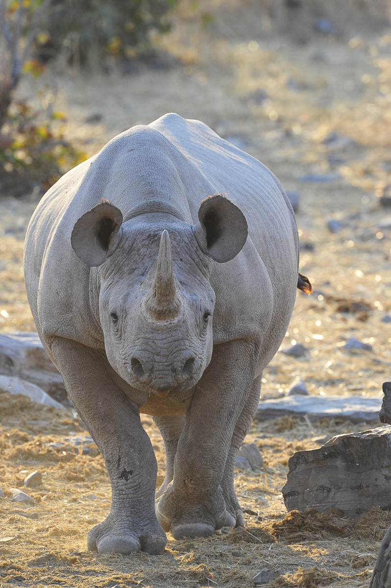 Black Rhino at Halali camps waterhole