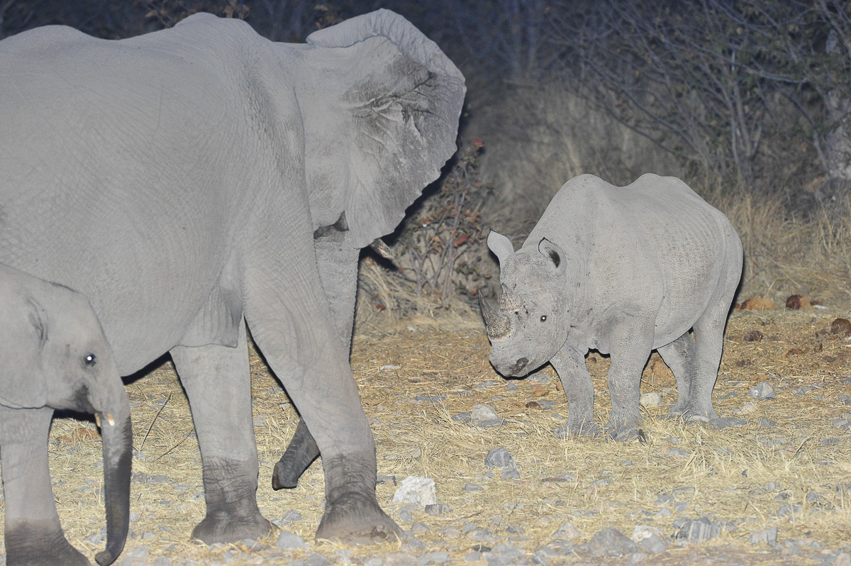 Elephant and Black rhino meeting at Halali waterhole