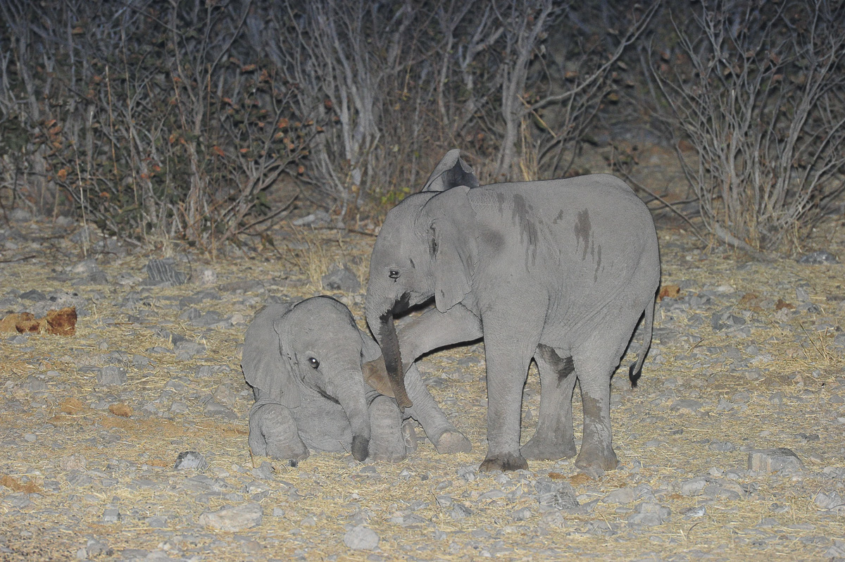 Baby elephants playing at the Moringa waterhole