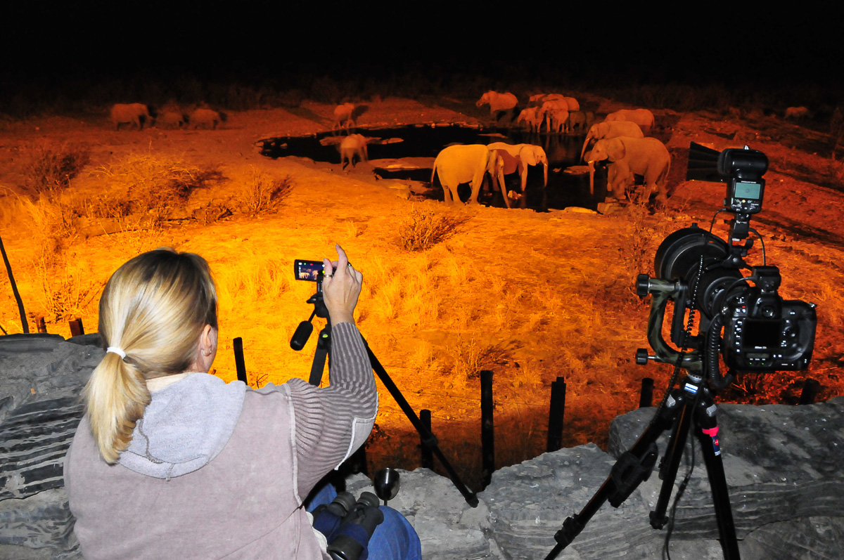 elephants drinking at moringa waterhole in Halali