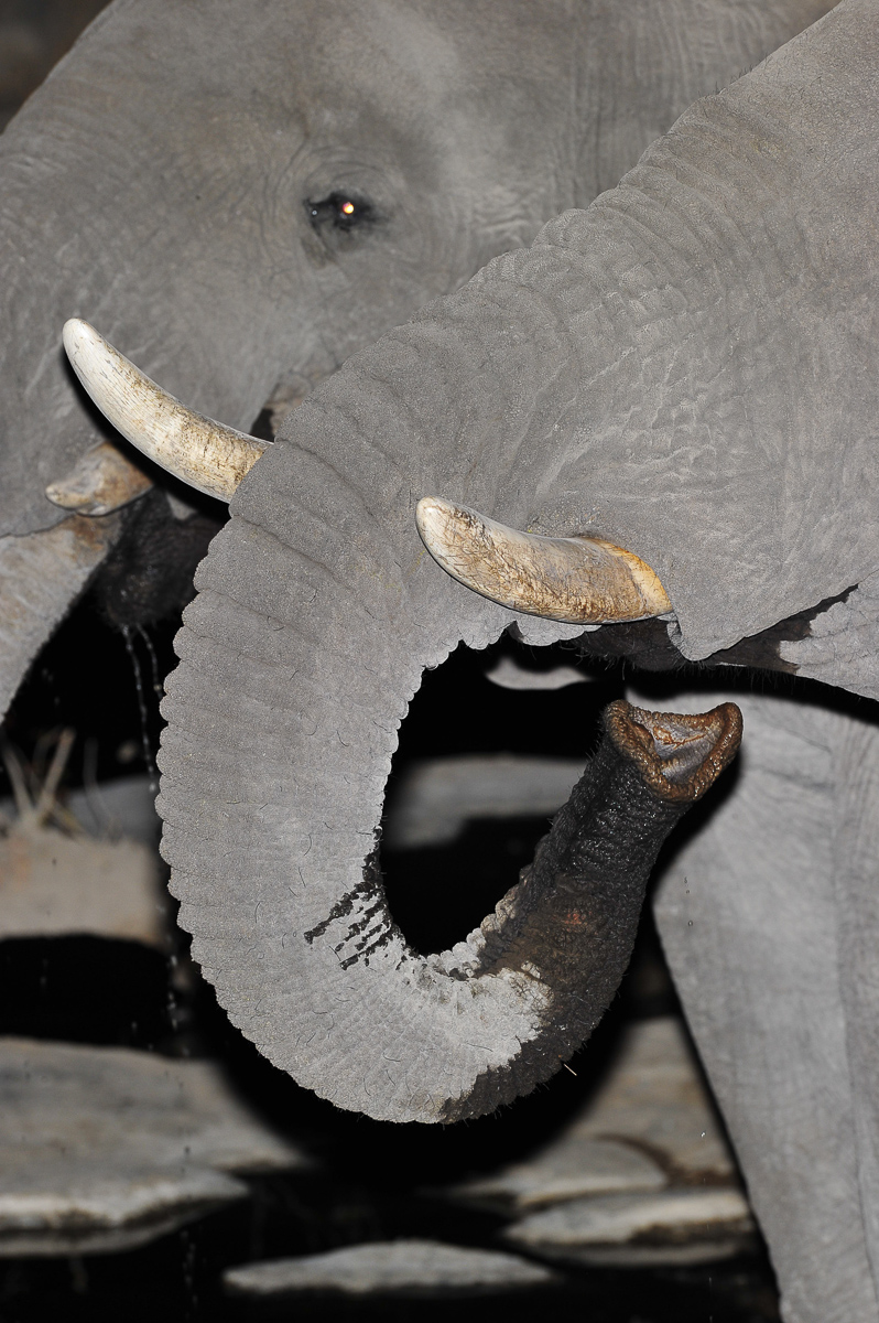 elephants drinking at Halali waterhole