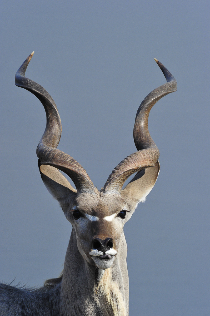 Male Kudu at Halali waterhole