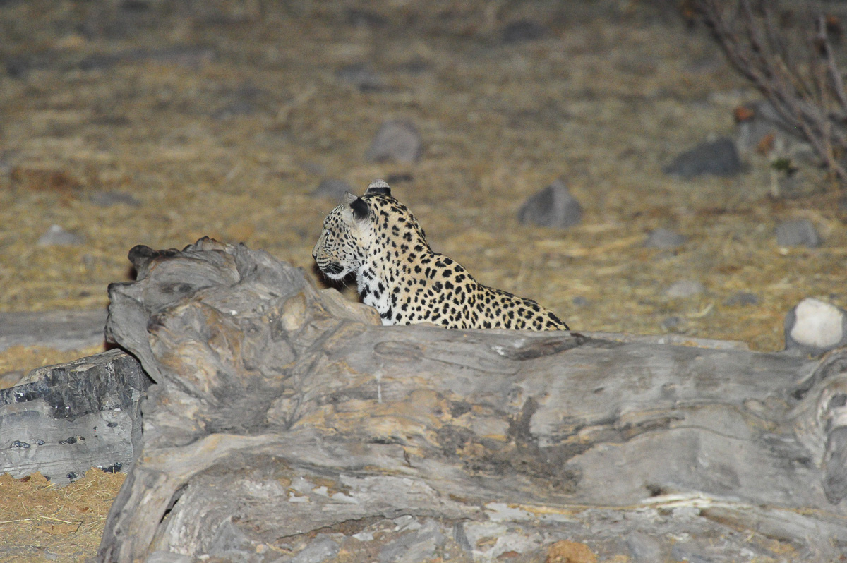 Halali Leopard behind log