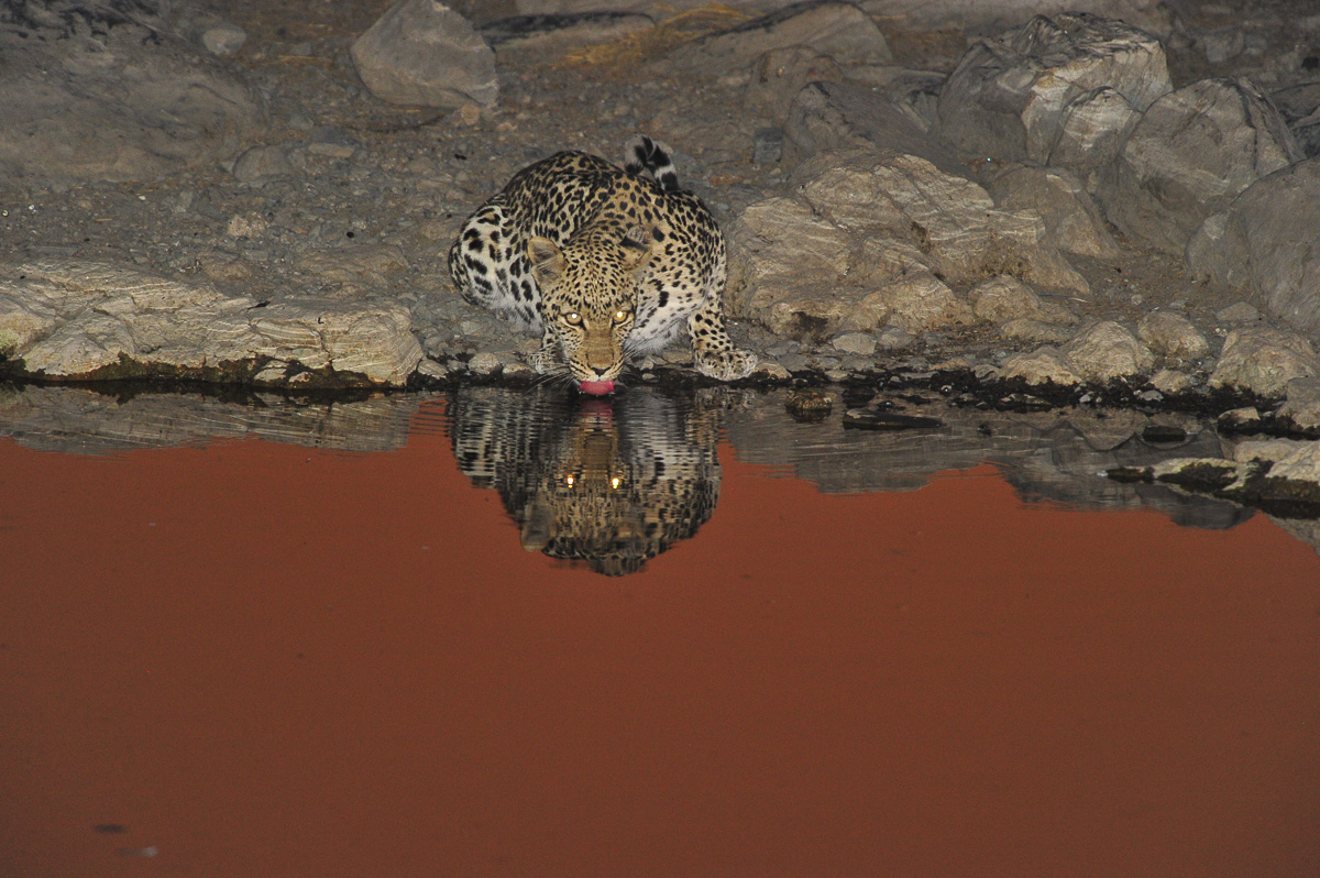 Leopard drinking at Halali camps waterhole at sunset