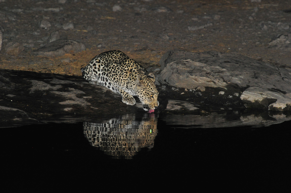 Halali leopard drinking at Moringa waterhole