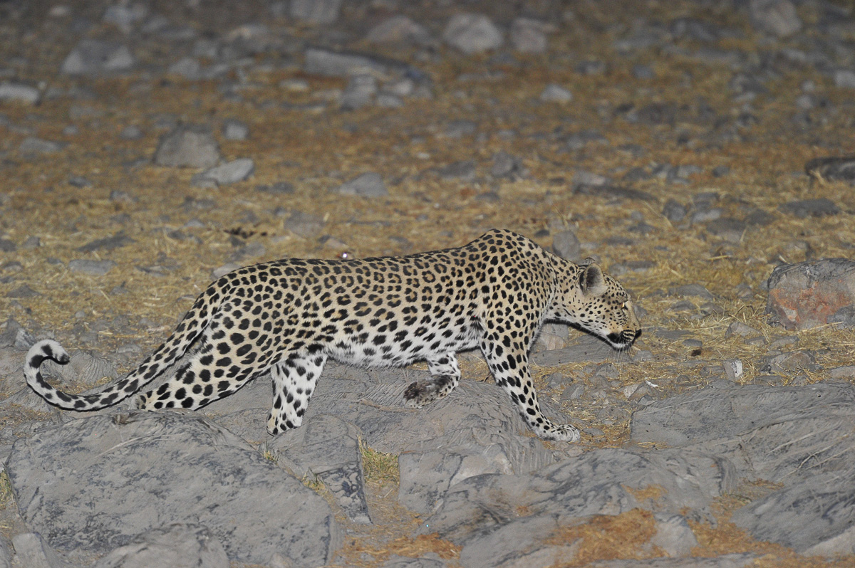 stalking leopard at Halali waterhole