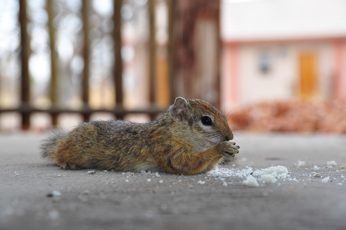 Tree squirrel at our chalet in Halali camp